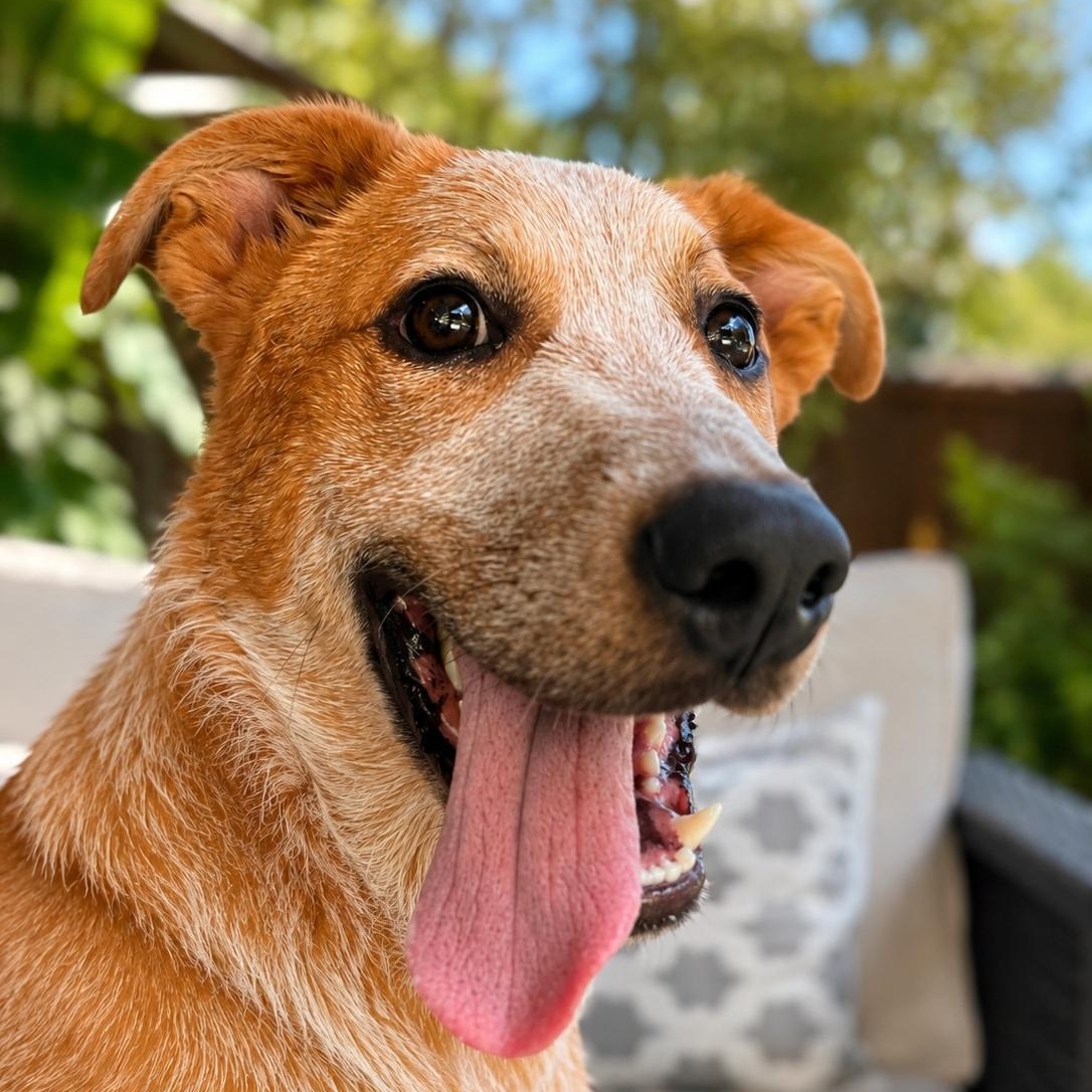 Robbie - Smart, Sweet, Affectionate, Velcro pup - 6 months old 35 lbs, Adoptable, Puppy Male Australian Cattle Dog / Blue Heeler & Cattle Dog.