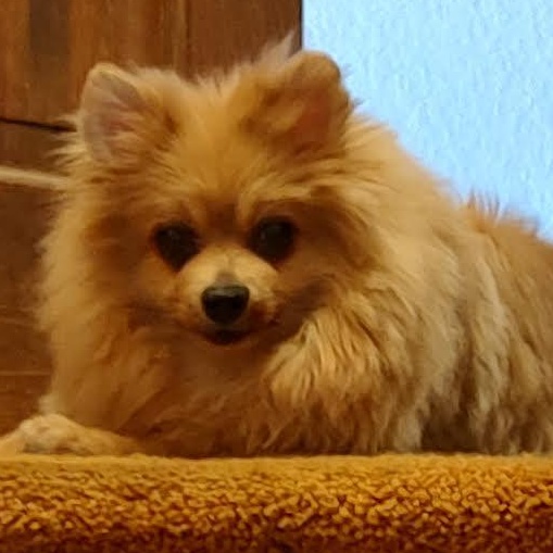 Gizmo, Adoptable, Adult Male Pomeranian.