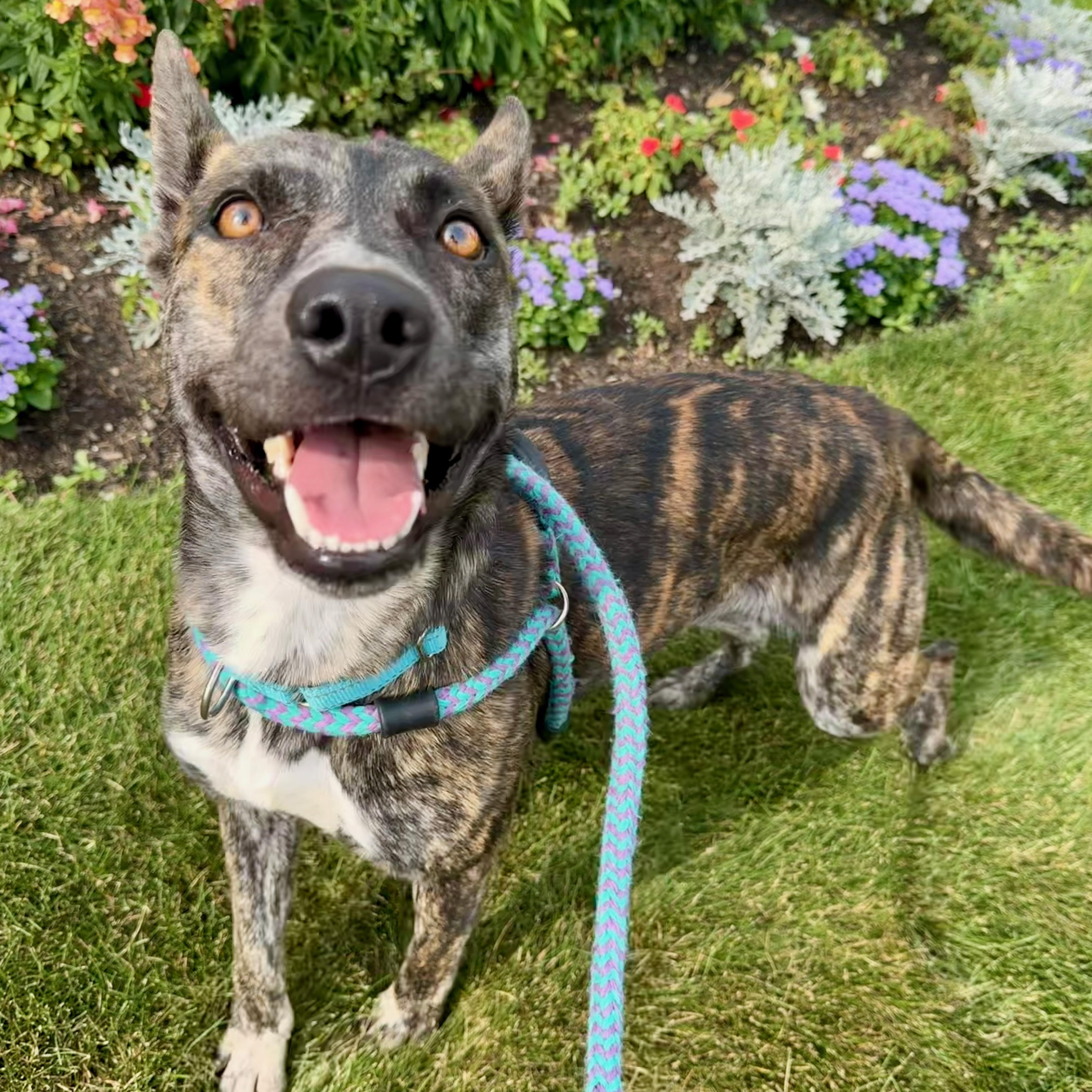 STEVIE BUDD, Adoptable, Adult Female Mixed Breed.