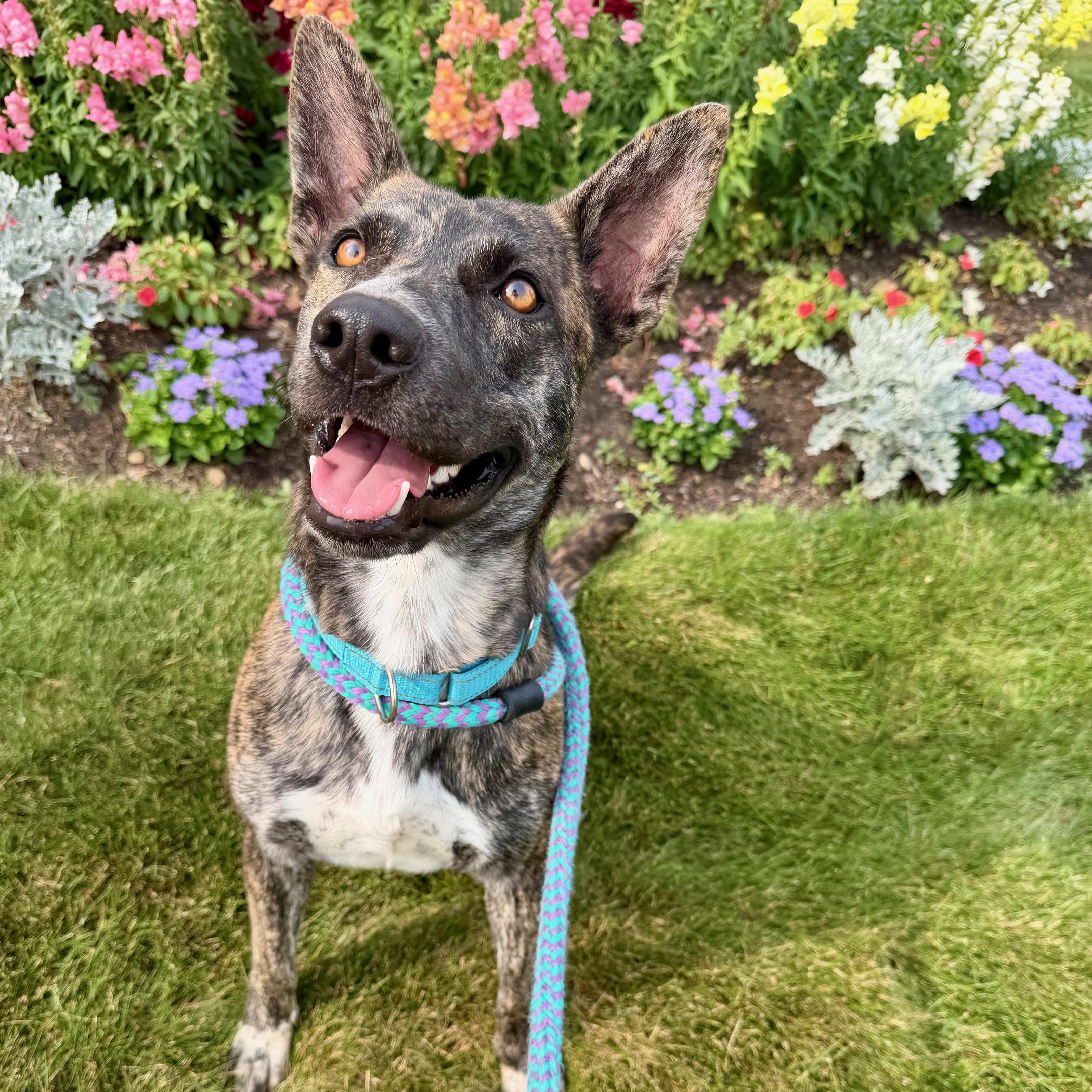 STEVIE BUDD, a Adoptable mixed breed in Cranston, RI image 2/2