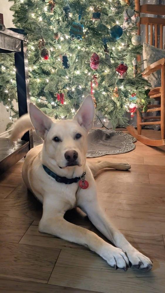 Enlarge 25-066 Cody, a Adoptable mixed breed in Richardson, TX image 1/6