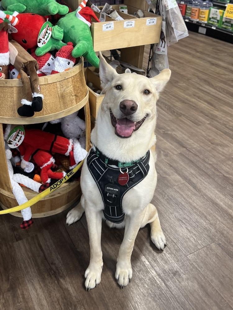 25-066 Cody, Adoptable, Puppy Male Siberian Husky & Shepherd.