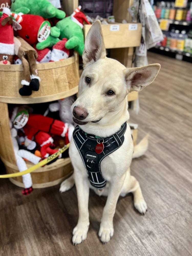 Enlarge 25-066 Cody, a Adoptable mixed breed in Richardson, TX image 2/6