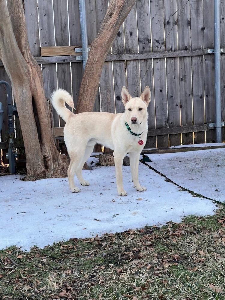 Enlarge 25-066 Cody, a Adoptable mixed breed in Richardson, TX image 2/6