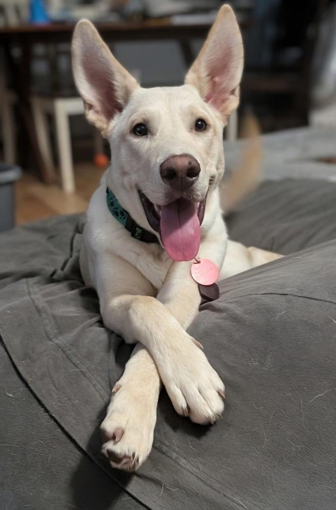 Enlarge 25-066 Cody, a Adoptable mixed breed in Richardson, TX image 3/6