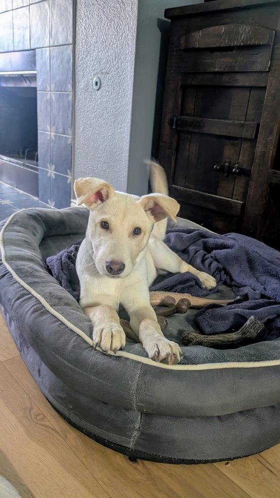 Enlarge 25-066 Cody, a Adoptable mixed breed in Richardson, TX image 3/6