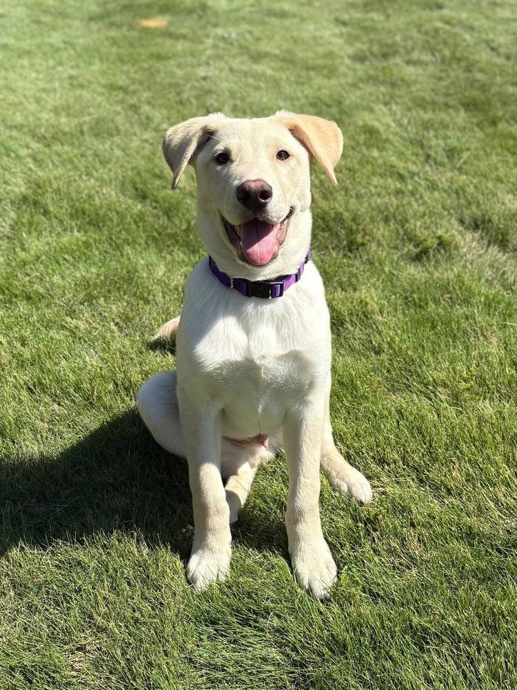 Enlarge 25-066 Cody, a Adoptable mixed breed in Richardson, TX image 4/6