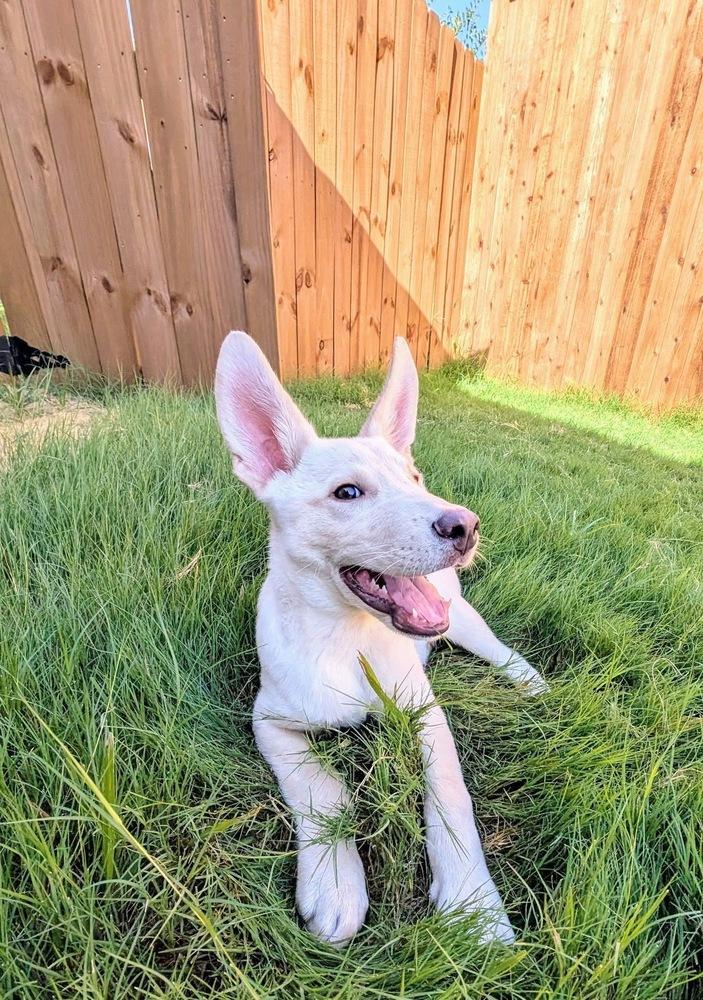 Enlarge 25-066 Cody, a Adoptable mixed breed in Richardson, TX image 5/6