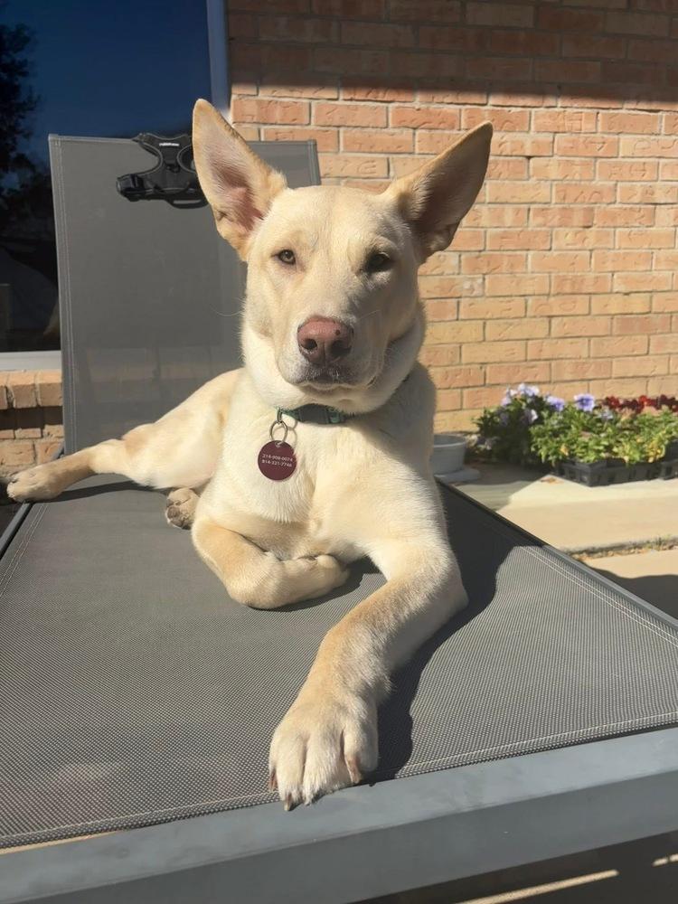 Enlarge 25-066 Cody, a Adoptable mixed breed in Richardson, TX image 6/6
