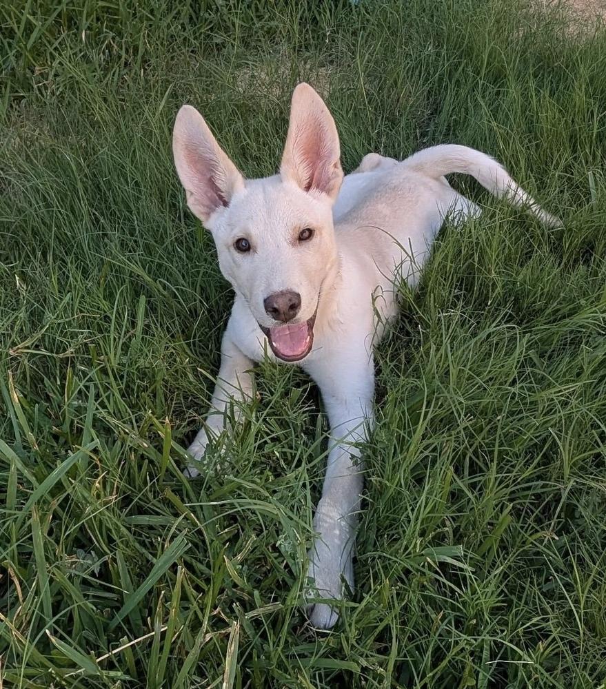 Enlarge 25-066 Cody, a Adoptable mixed breed in Richardson, TX image 6/6