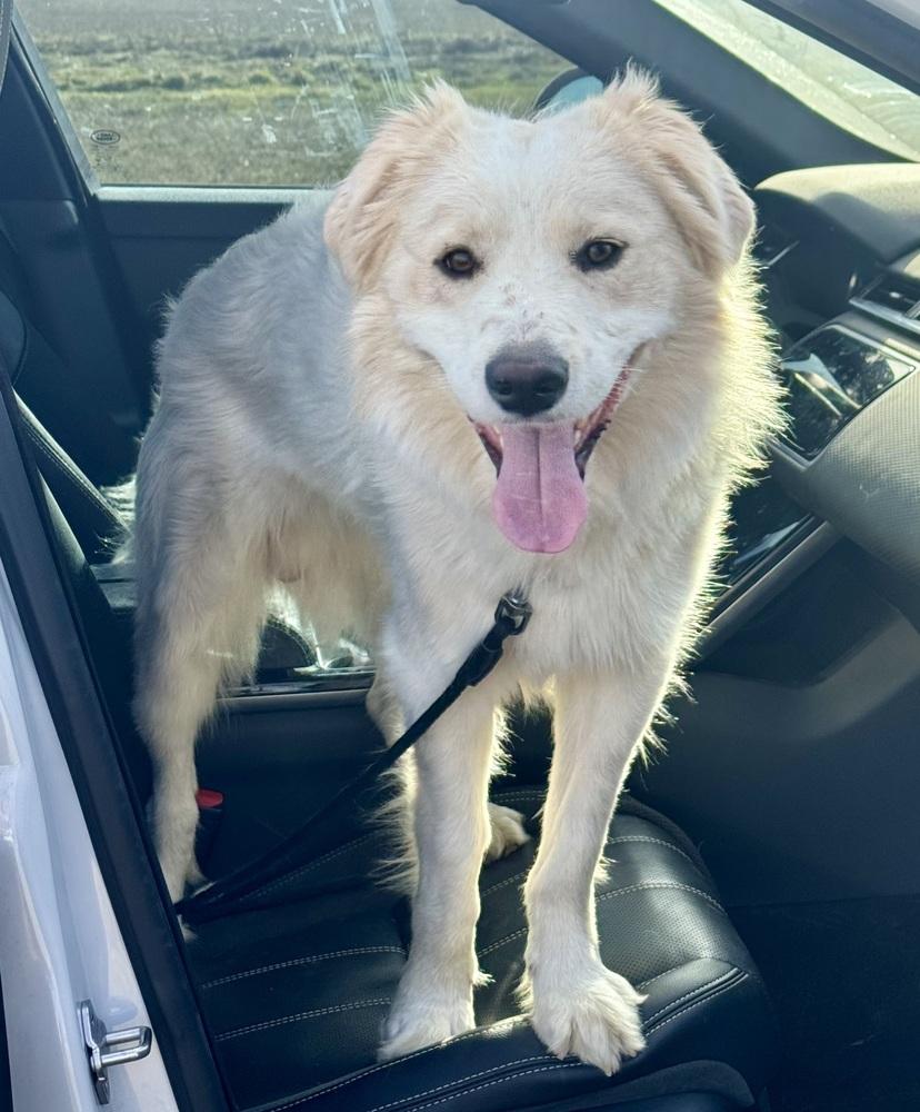 Enzo, a Adoptable mixed breed in TULSA, OK image 1/5