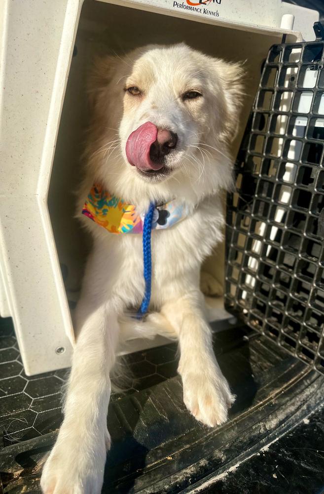 Enzo, a Adoptable mixed breed in TULSA, OK image 2/5