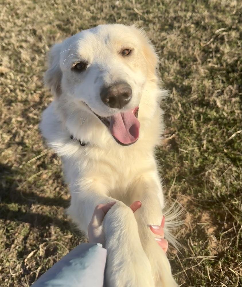 Enzo, a Adoptable mixed breed in TULSA, OK image 3/5