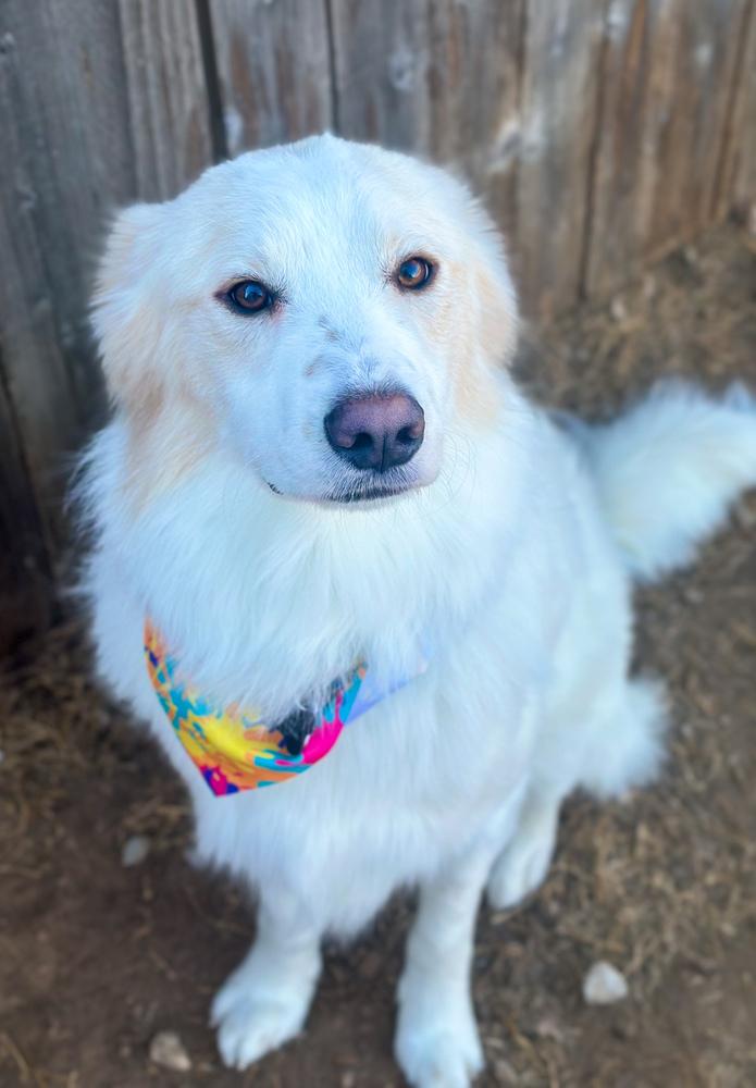 Enzo, a Adoptable mixed breed in TULSA, OK image 4/5