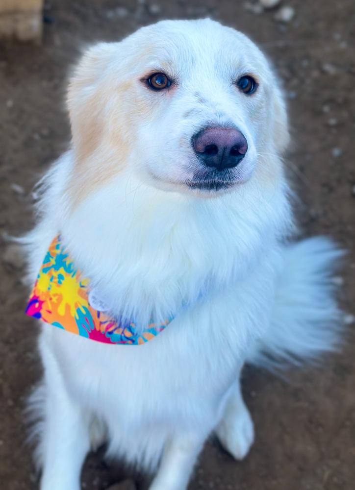 Enzo, a Adoptable mixed breed in TULSA, OK image 5/5