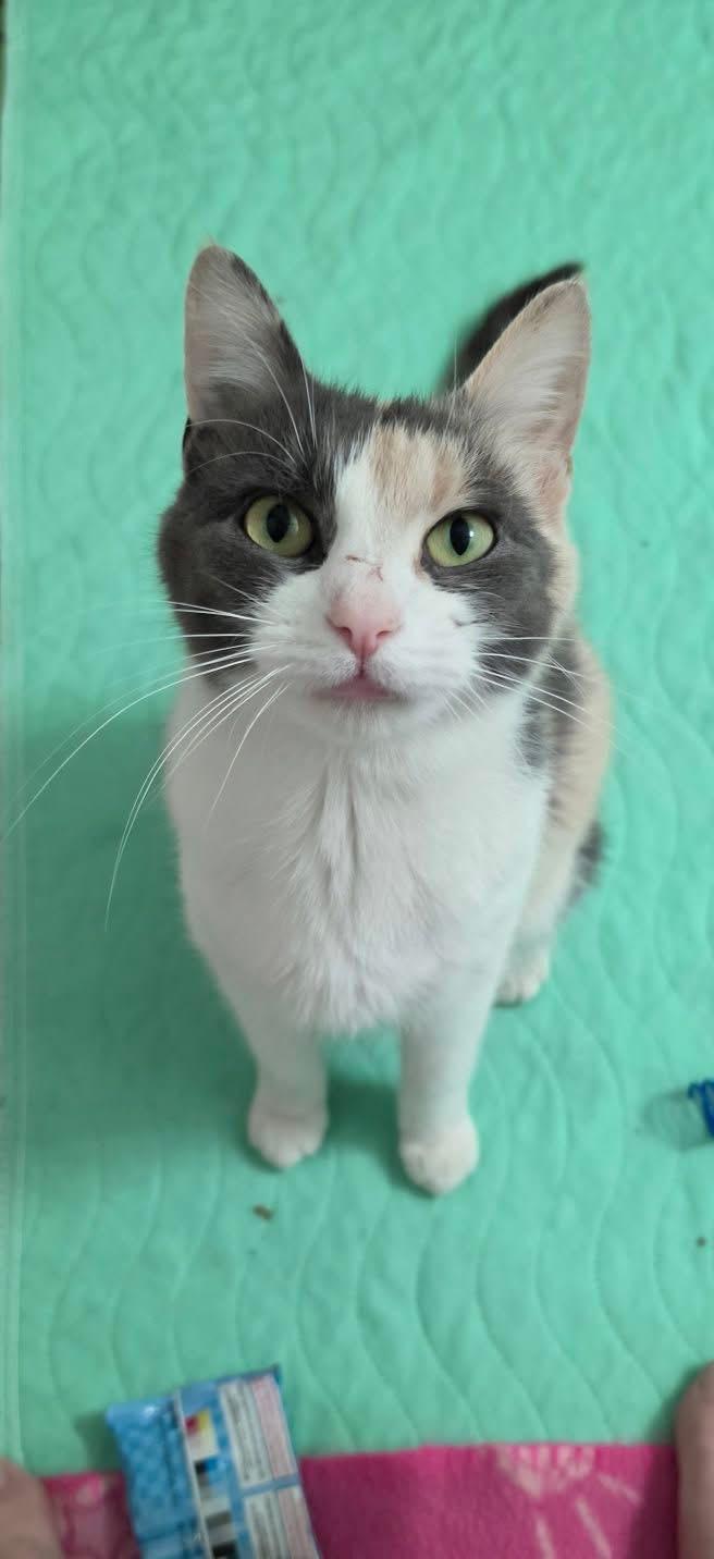 Enlarge Mystery, an adoptable Dilute Calico in Delmar, NY image 2/3