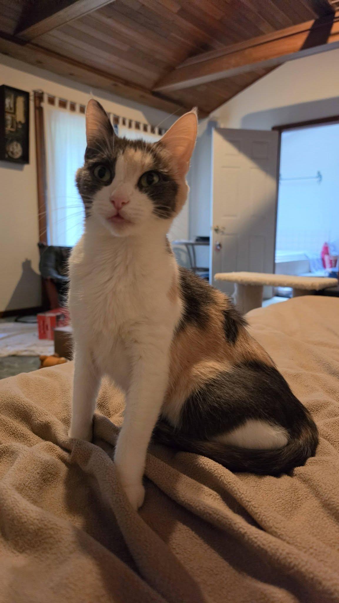 Enlarge Mystery, an adoptable Dilute Calico in Delmar, NY image 3/3