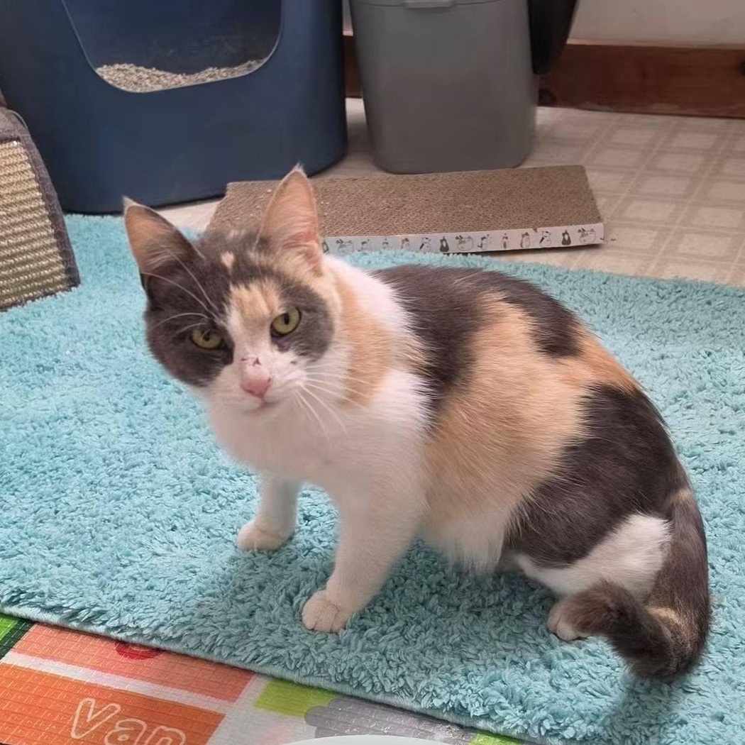 Mystery, adoptable, Adult Female Dilute Calico.