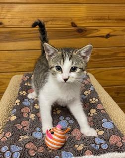 Enlarge Birdie - will chirp her way into your heart, a ADOPTABLE Tabby in Apex, NC image 2/5
