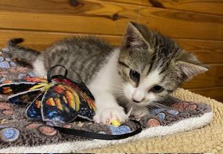 Enlarge Birdie - will chirp her way into your heart, a ADOPTABLE Tabby in Apex, NC image 5/5