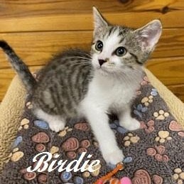 Birdie - will chirp her way into your heart, ADOPTABLE, Kitten Female Tabby.