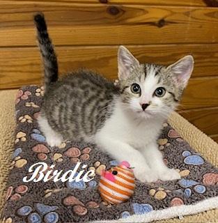 Enlarge Birdie - will chirp her way into your heart, a ADOPTABLE Tabby in Apex, NC image 4/5
