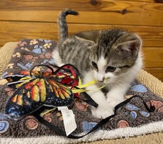 Enlarge Birdie - will chirp her way into your heart, a ADOPTABLE Tabby in Apex, NC image 3/5