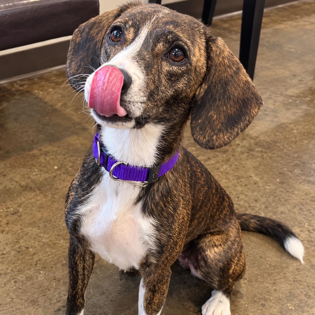 Enlarge Sangria, a Adoptable mixed breed in Pelham, NH image 3/6