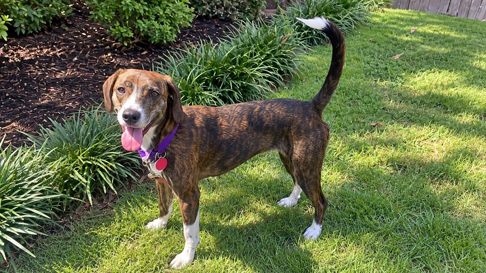 Enlarge Sangria, a Adoptable mixed breed in Pelham, NH image 6/6