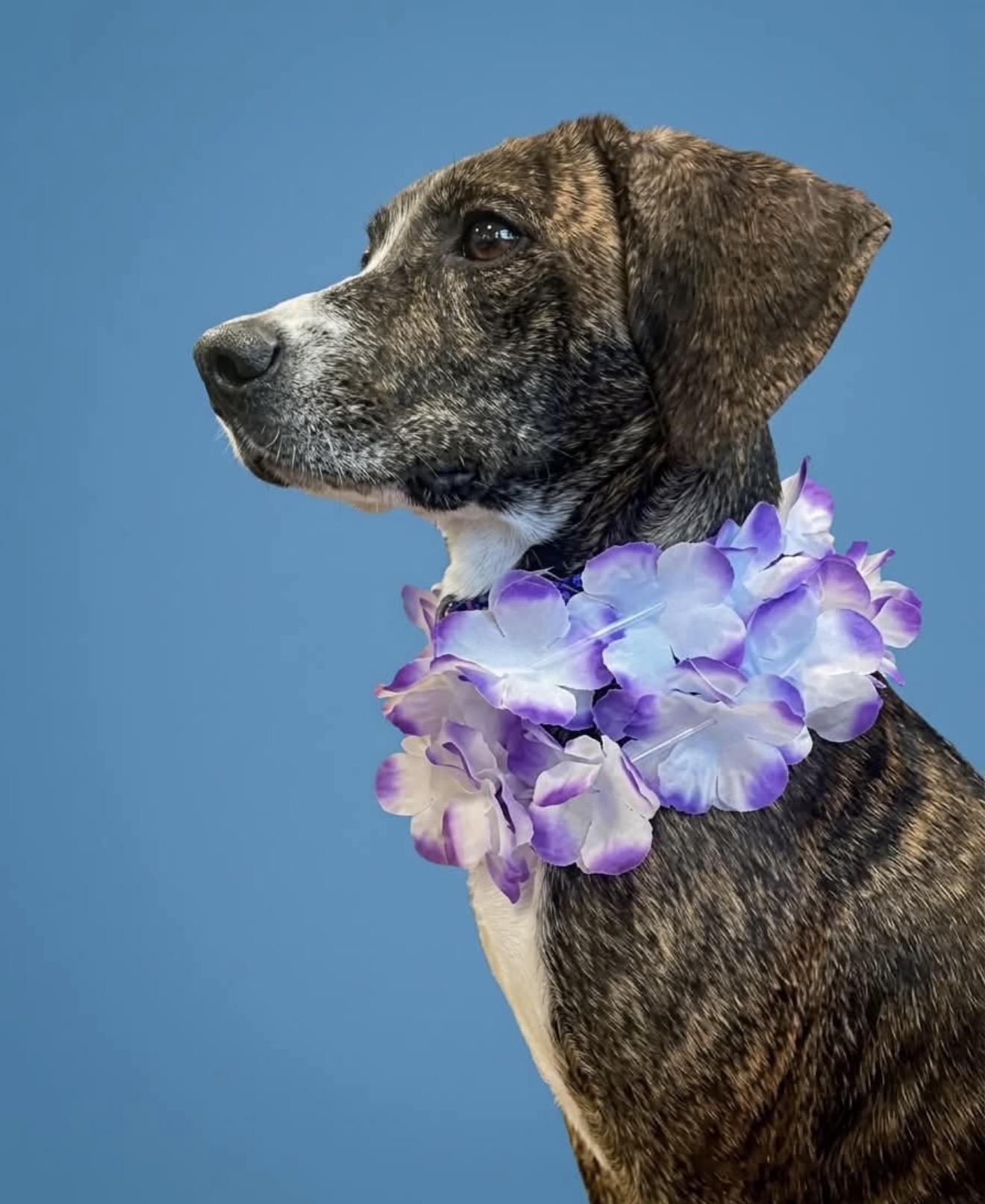 Enlarge Sangria, a Adoptable mixed breed in Pelham, NH image 5/6