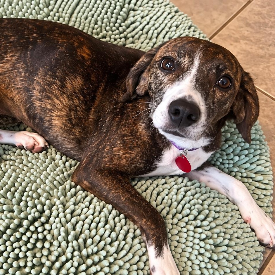 Enlarge Sangria, a Adoptable mixed breed in Pelham, NH image 4/6