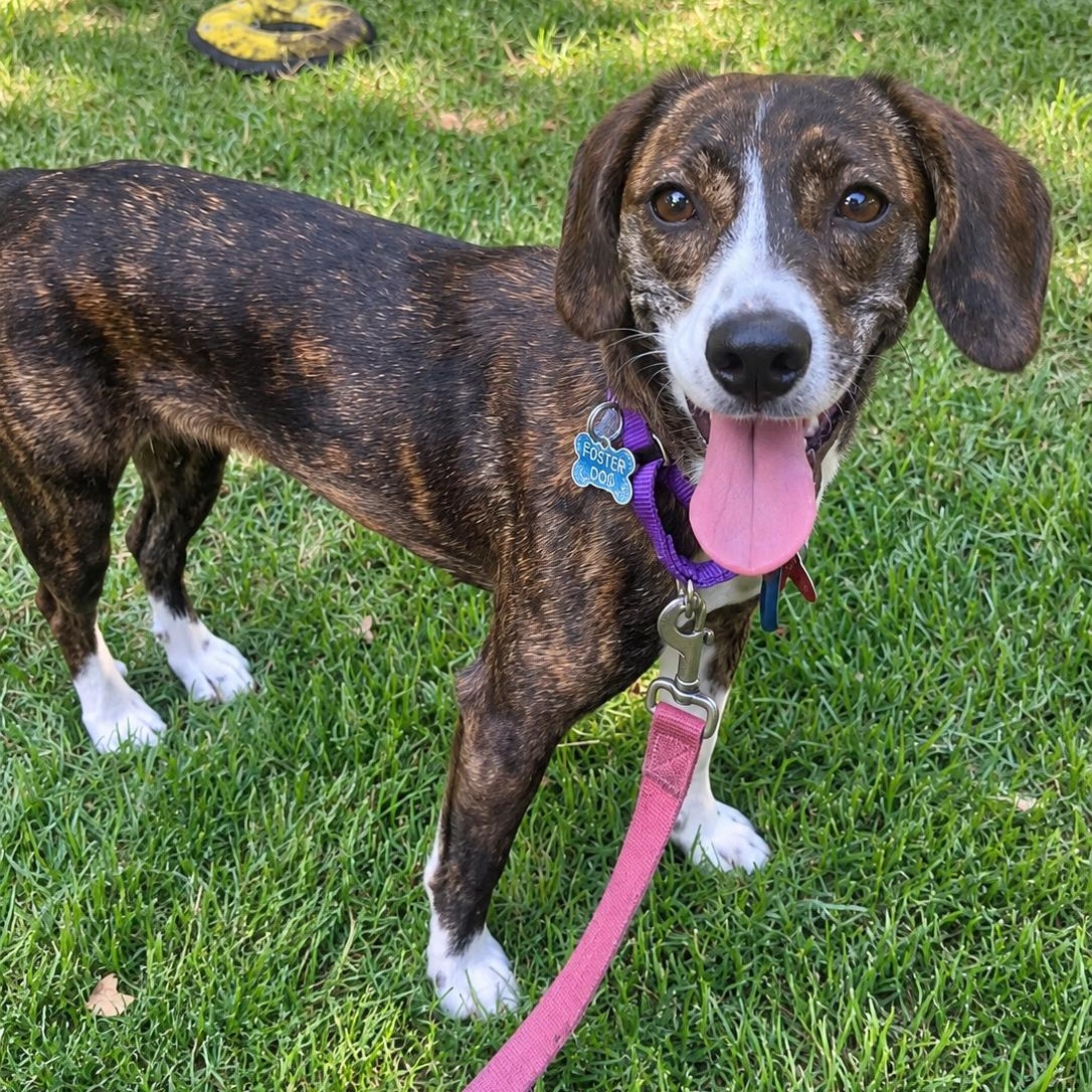 Enlarge Sangria, a Adoptable mixed breed in Pelham, NH image 1/6