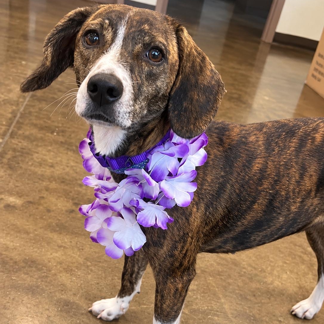 Enlarge Sangria, a Adoptable mixed breed in Pelham, NH image 2/6