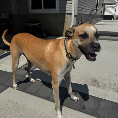 Cooper *courtesy post*, an adoptable mixed breed in Staten Island, NY image 1/2