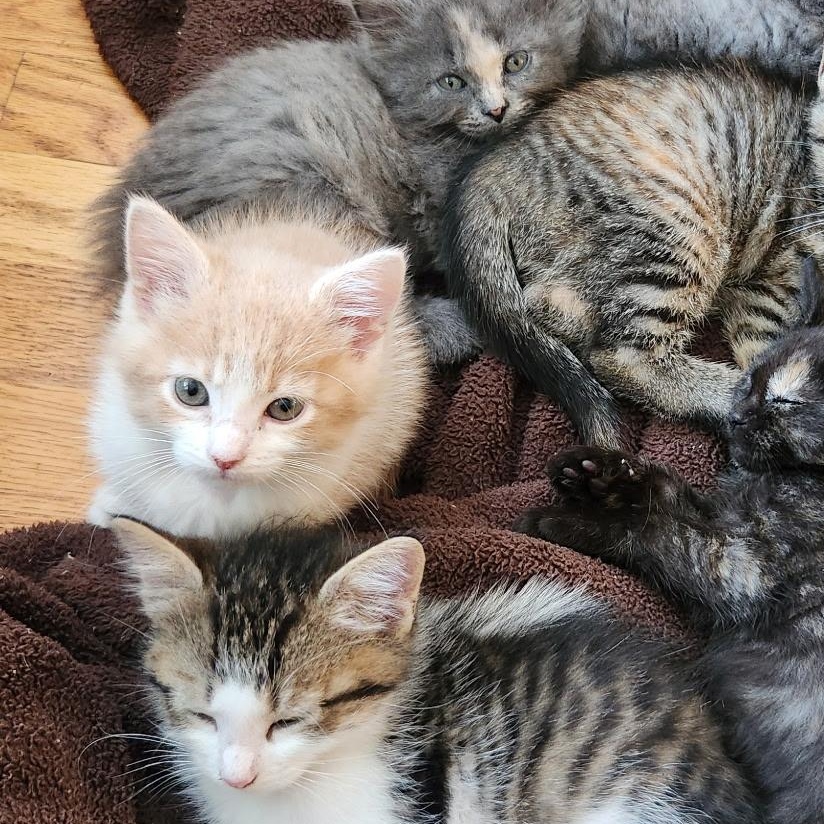 Mcflurry thumbnail 4