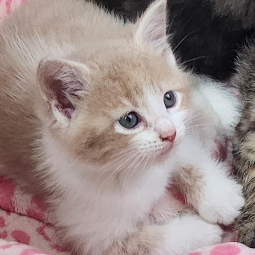 Mcflurry thumbnail 3