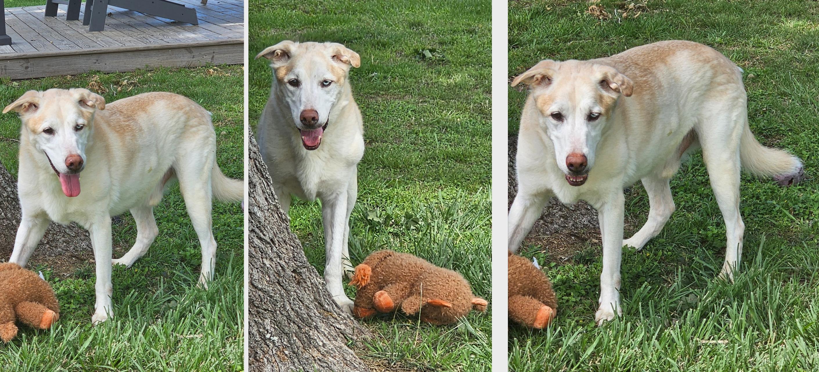 Enlarge THEODORE, a Adoptable mixed breed in Kutztown, PA image 3/6
