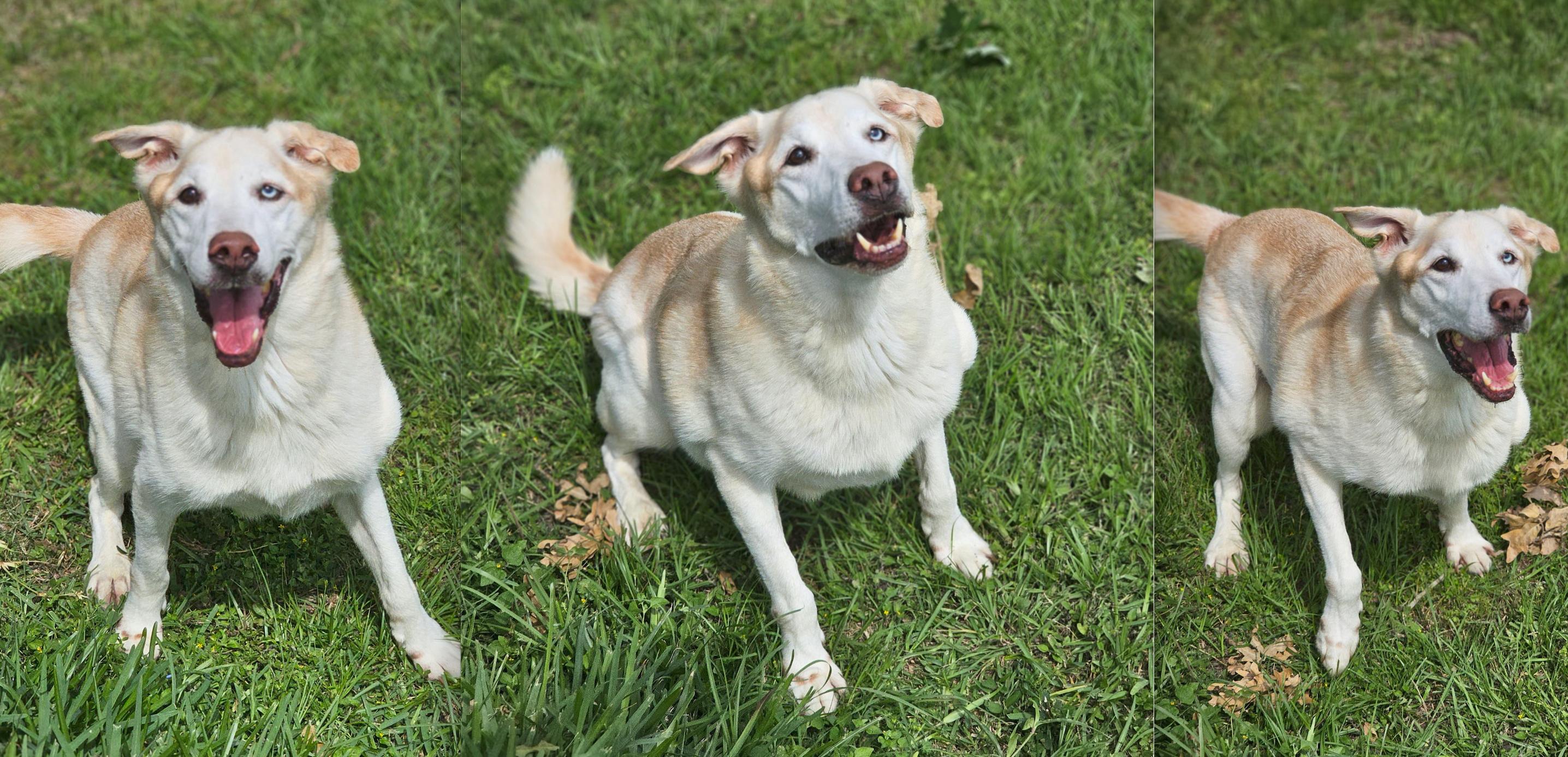 Enlarge THEODORE, a Adoptable mixed breed in Kutztown, PA image 4/6