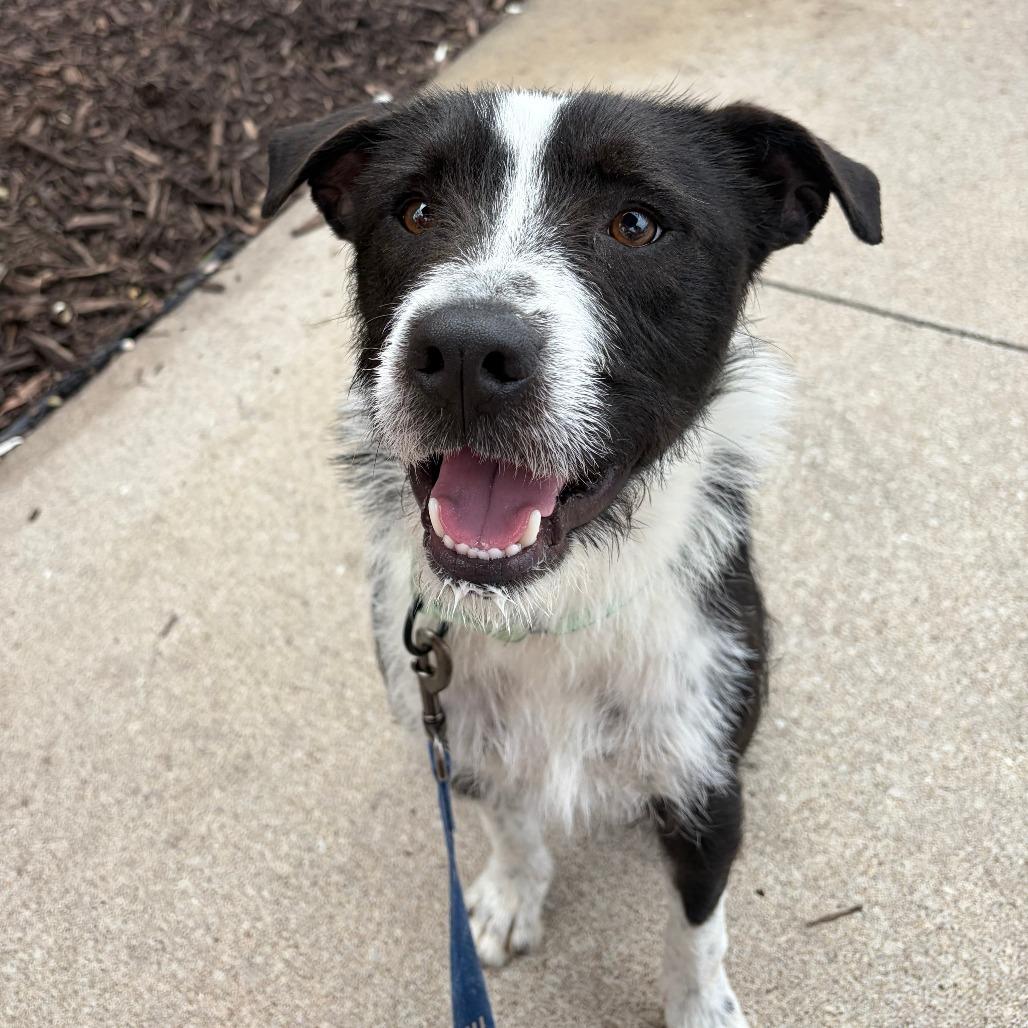 Ilya Rosanov, Adoptable, Adult Male Mixed Breed.
