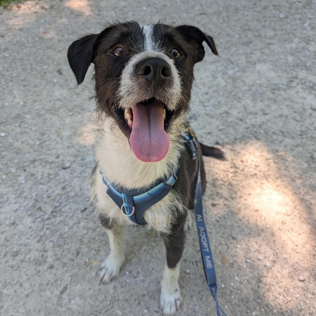 Enlarge Ilya Rosanov, a Adoptable Mixed Breed in Columbia, MO image 2/6