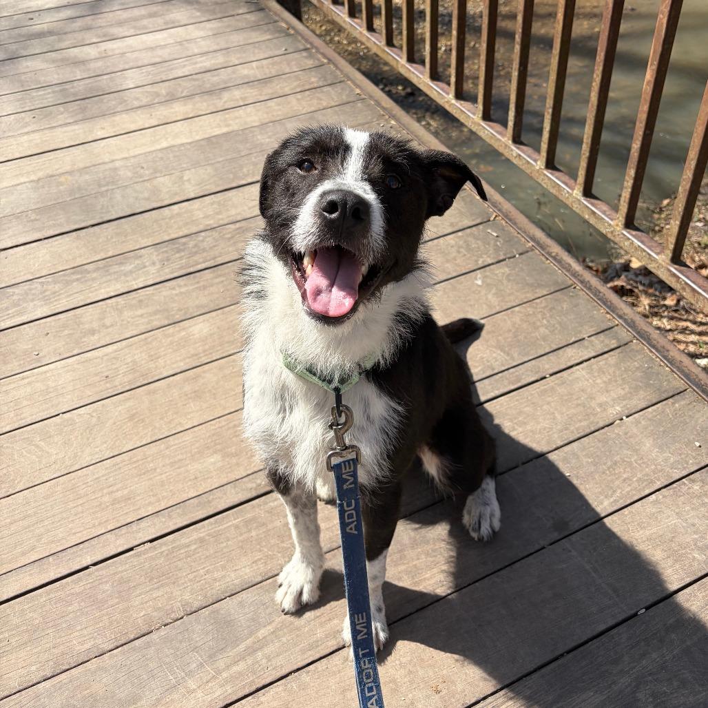 Enlarge Ilya Rosanov, a Adoptable Mixed Breed in Columbia, MO image 3/6
