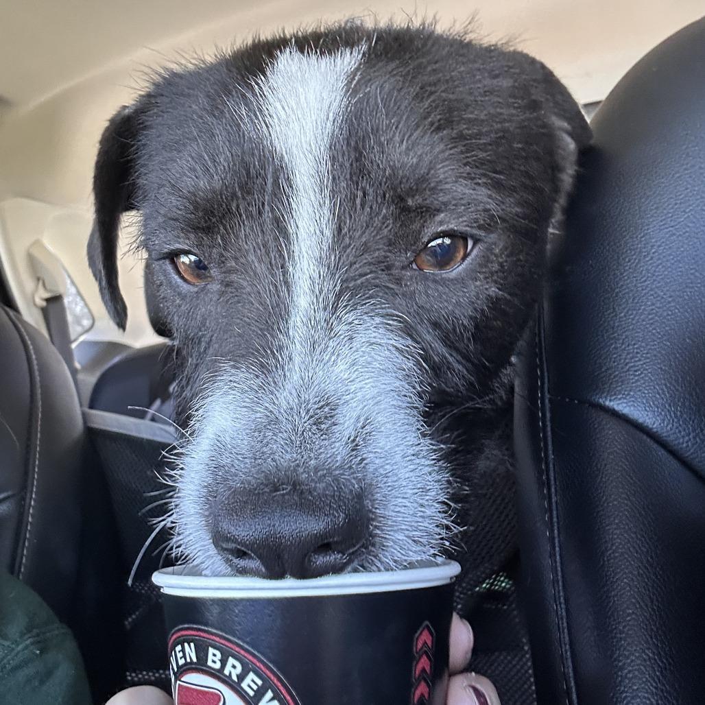 Enlarge Ilya Rosanov, a Adoptable Mixed Breed in Columbia, MO image 4/6