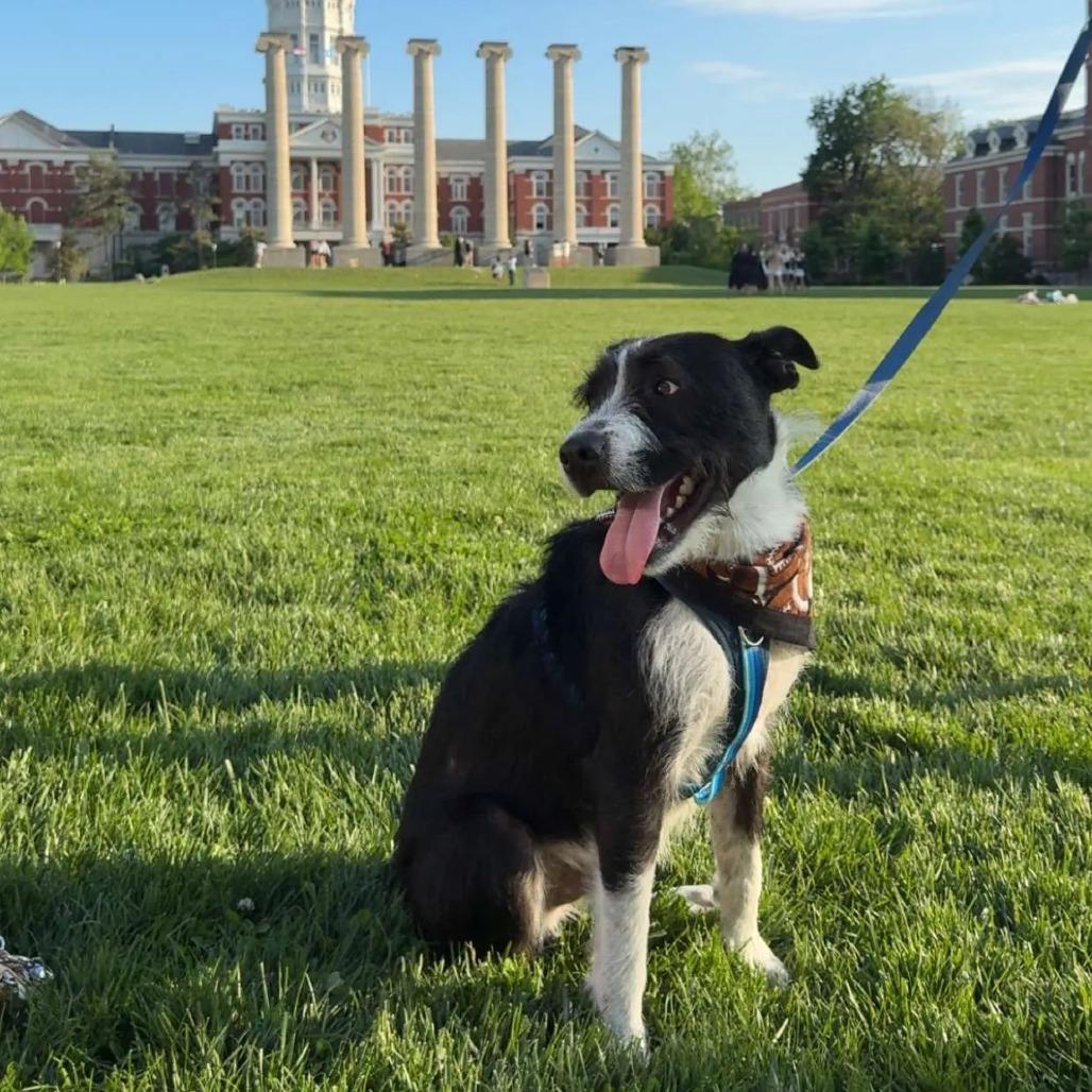 Enlarge Ilya Rosanov, a Adoptable Mixed Breed in Columbia, MO image 5/6