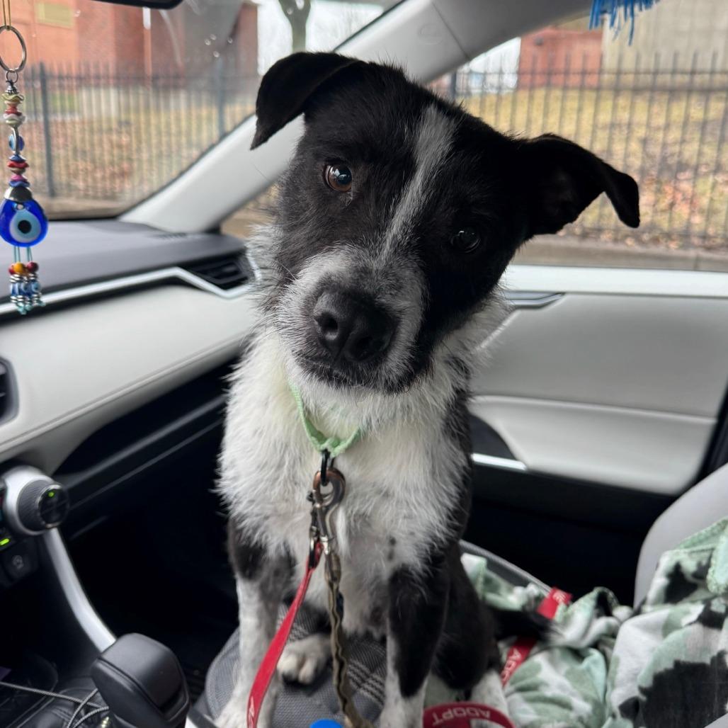 Enlarge Ilya Rosanov, a Adoptable Mixed Breed in Columbia, MO image 6/6