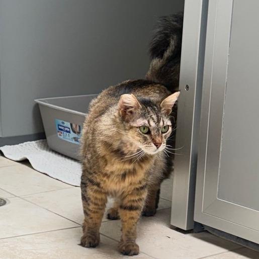 Nue Nue, Adoptable, Adult Female Domestic Short Hair.