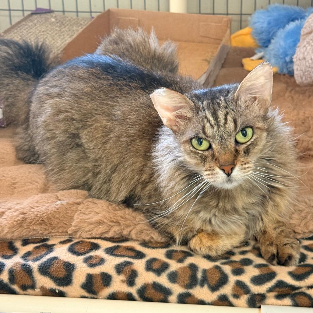 Enlarge Nue Nue, a Adoptable Domestic Short Hair in Ojai, CA image 2/5