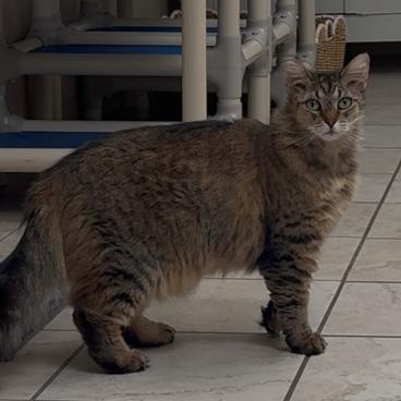 Enlarge Nue Nue, a Adoptable Domestic Short Hair in Ojai, CA image 2/3