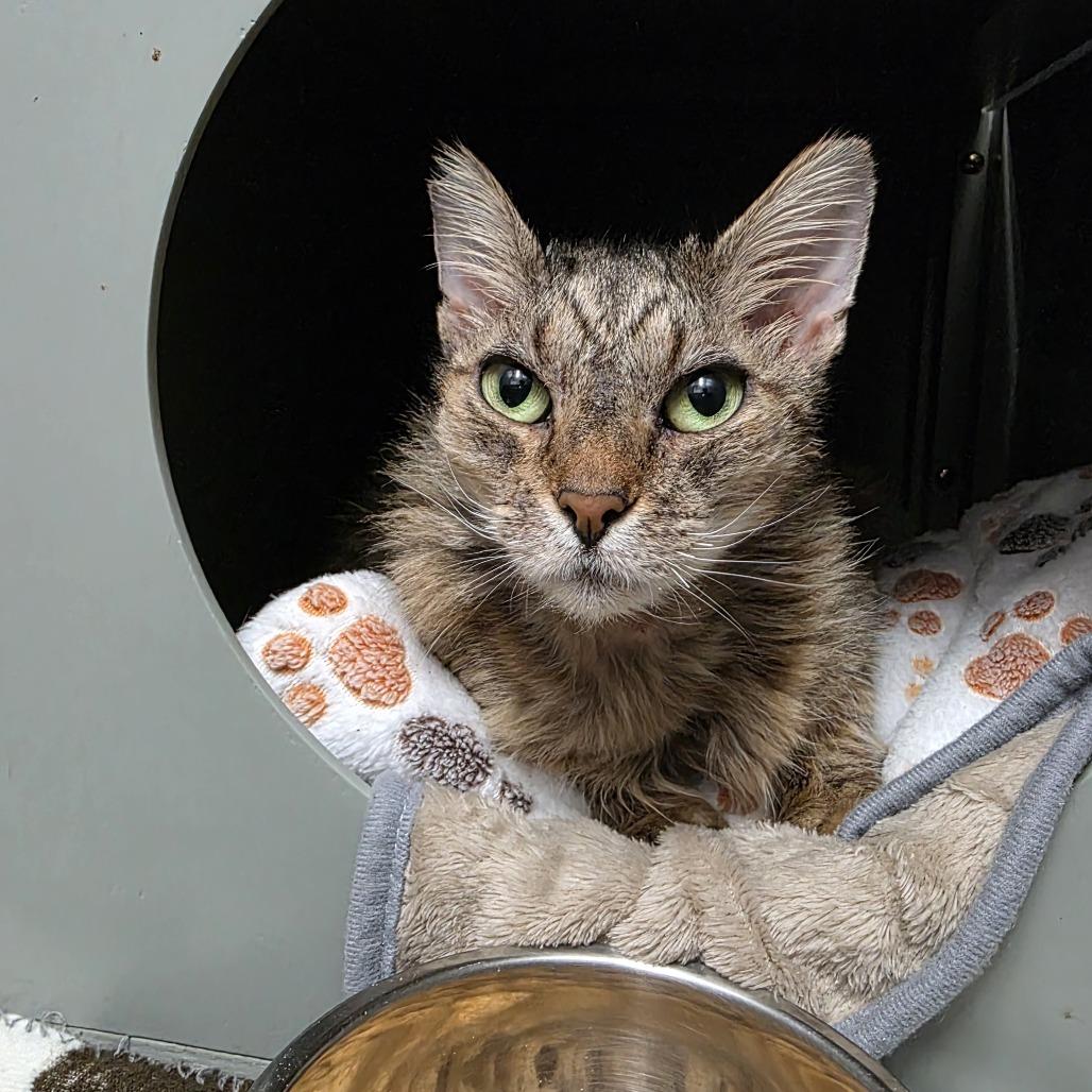 Enlarge Nue Nue, a Adoptable Domestic Short Hair in Ojai, CA image 1/1