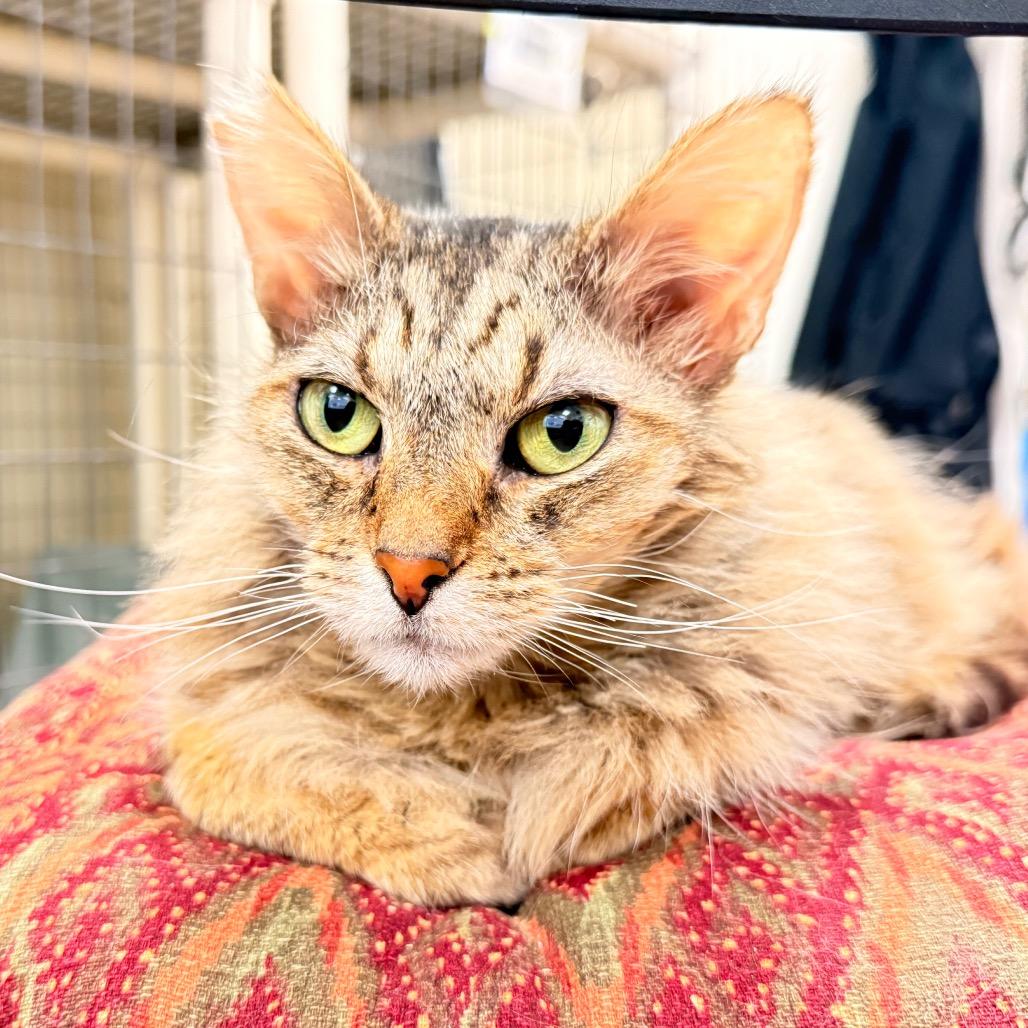 Enlarge Nue Nue, a Adoptable Domestic Short Hair in Ojai, CA image 5/5