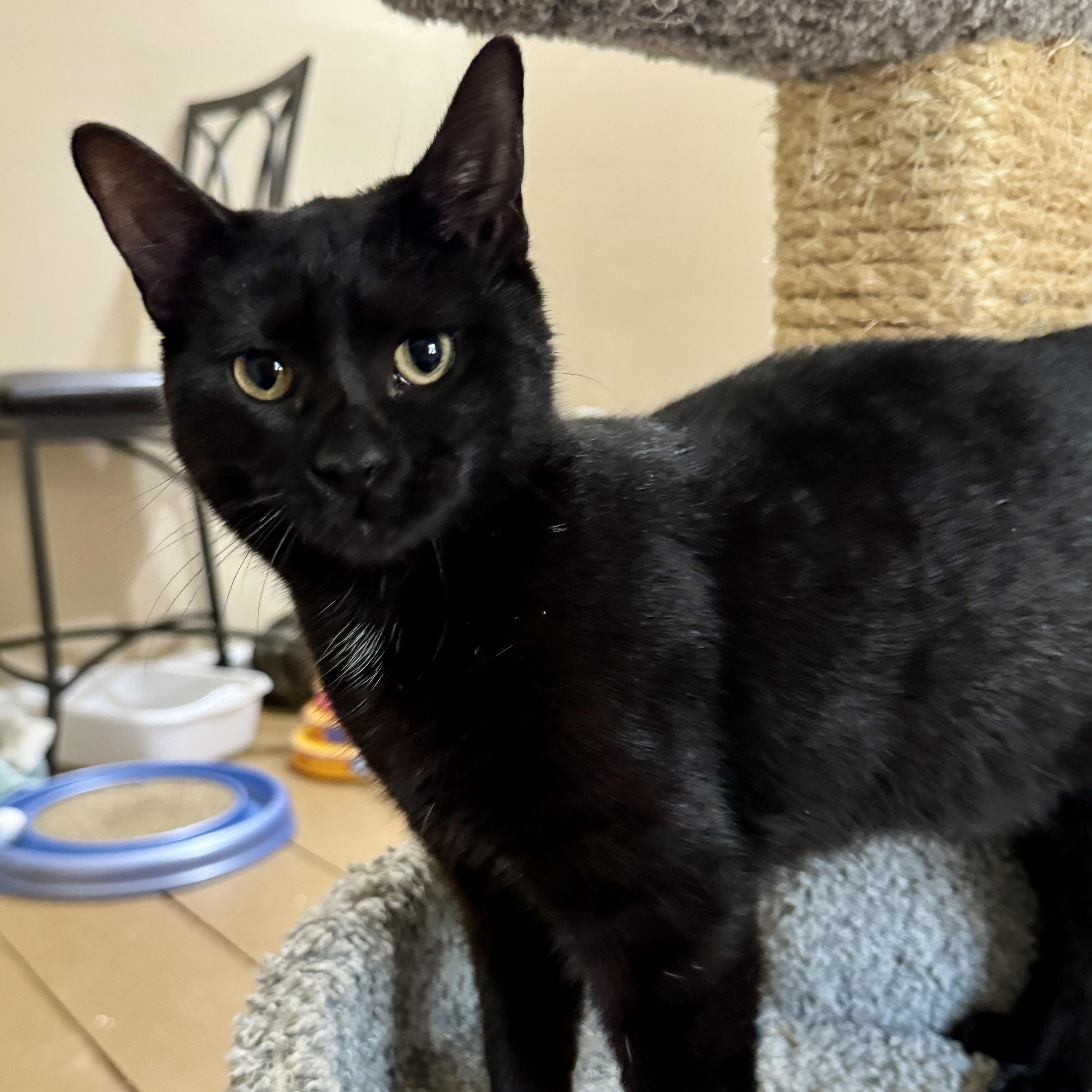 Enlarge Roselle, a Adoptable Domestic Short Hair in Norwalk, CT image 2/6